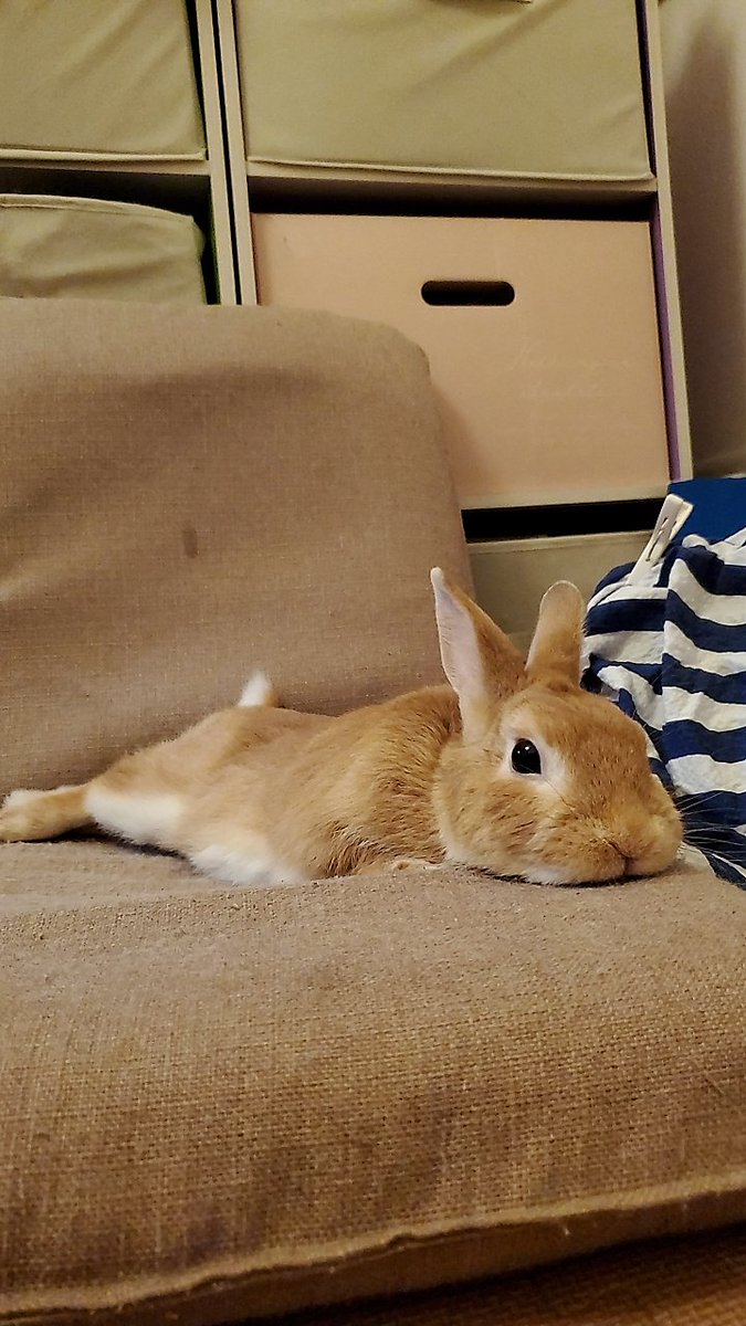 うさぎのきなこもち tweet media