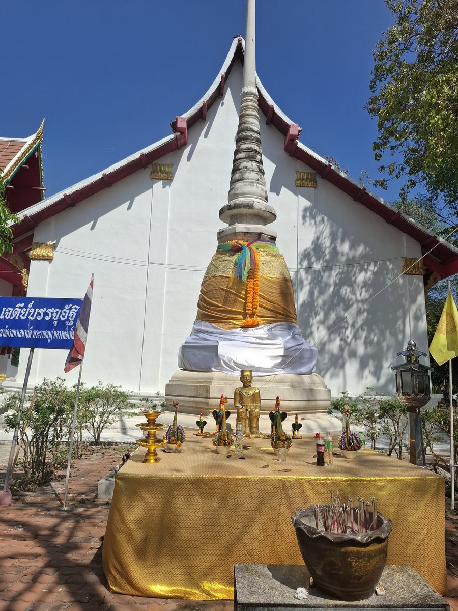 แมวส้มรสซากุระ tweet media