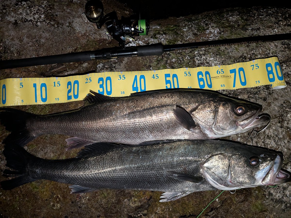 俺釣り tweet media