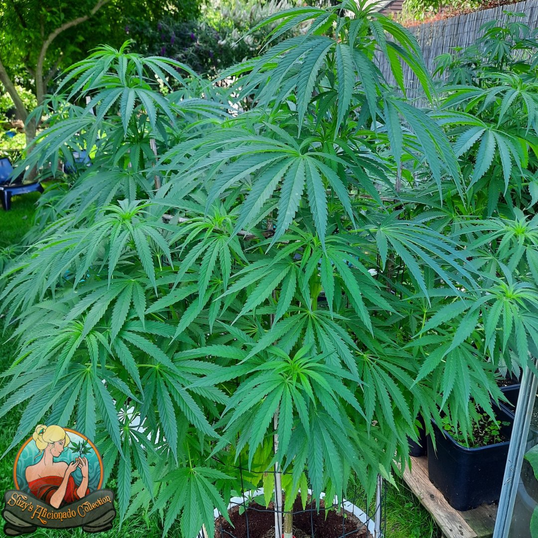 Vegetative phase done right makes the rest of the grow much easier. We made a practical guide with everything you need to know about lighting, feeding, training and common mistakes. Full guide: suzyseeds.com/cannabis-seeds…