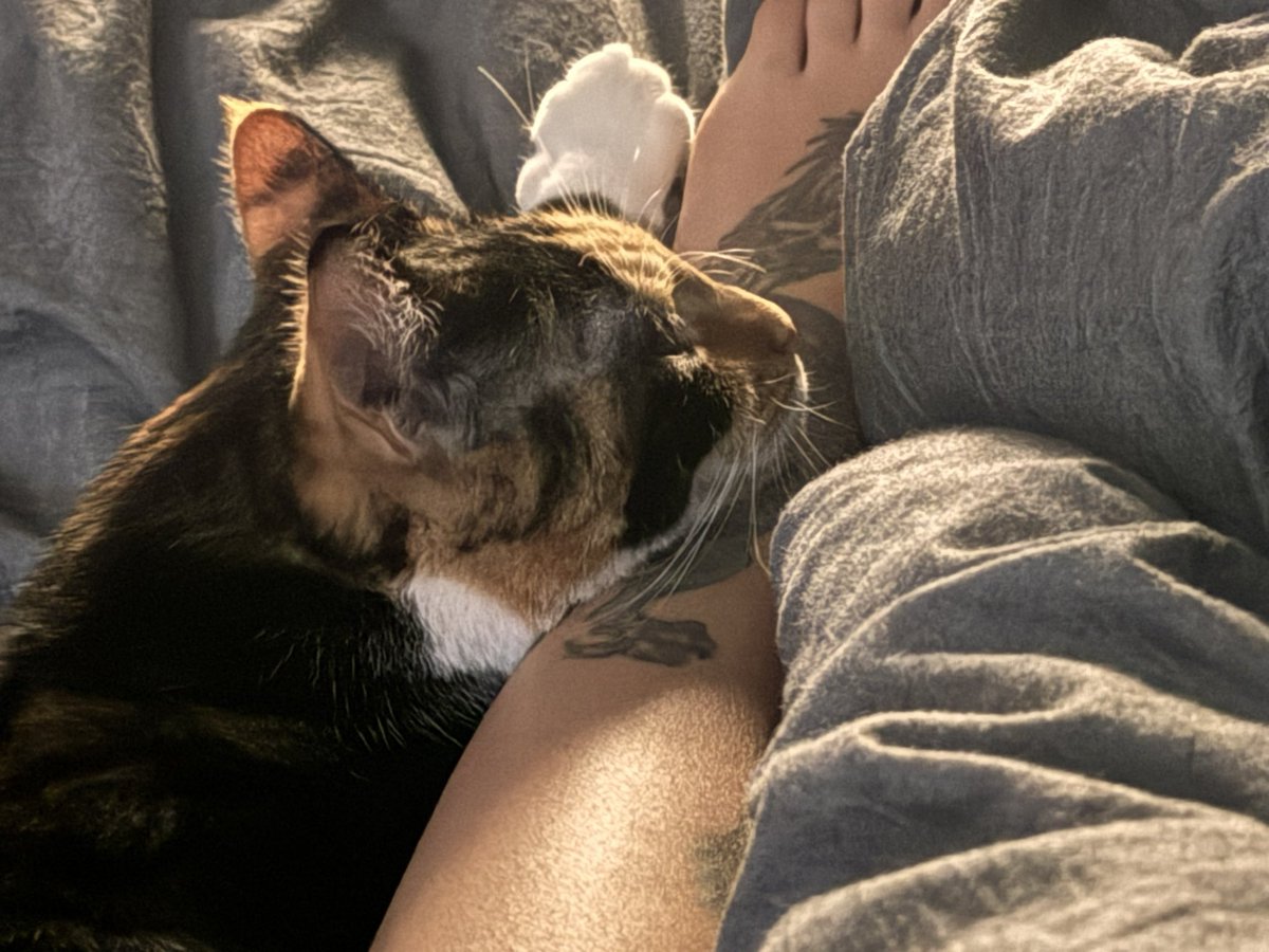Stephanie_rez's tweet image. Being her favorite is definitely an honor. Animals choosing you as their safe space IS the flex you think it is.

#bestfriend #pets