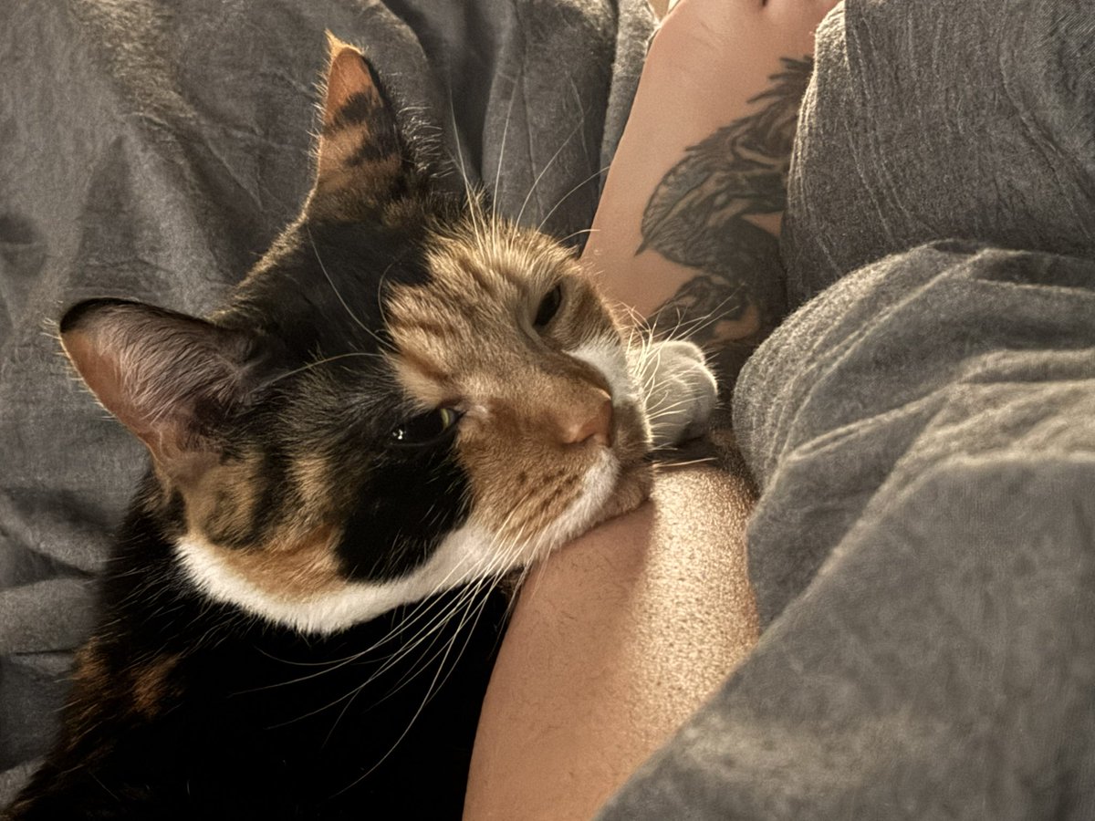 Stephanie_rez's tweet image. Being her favorite is definitely an honor. Animals choosing you as their safe space IS the flex you think it is.

#bestfriend #pets