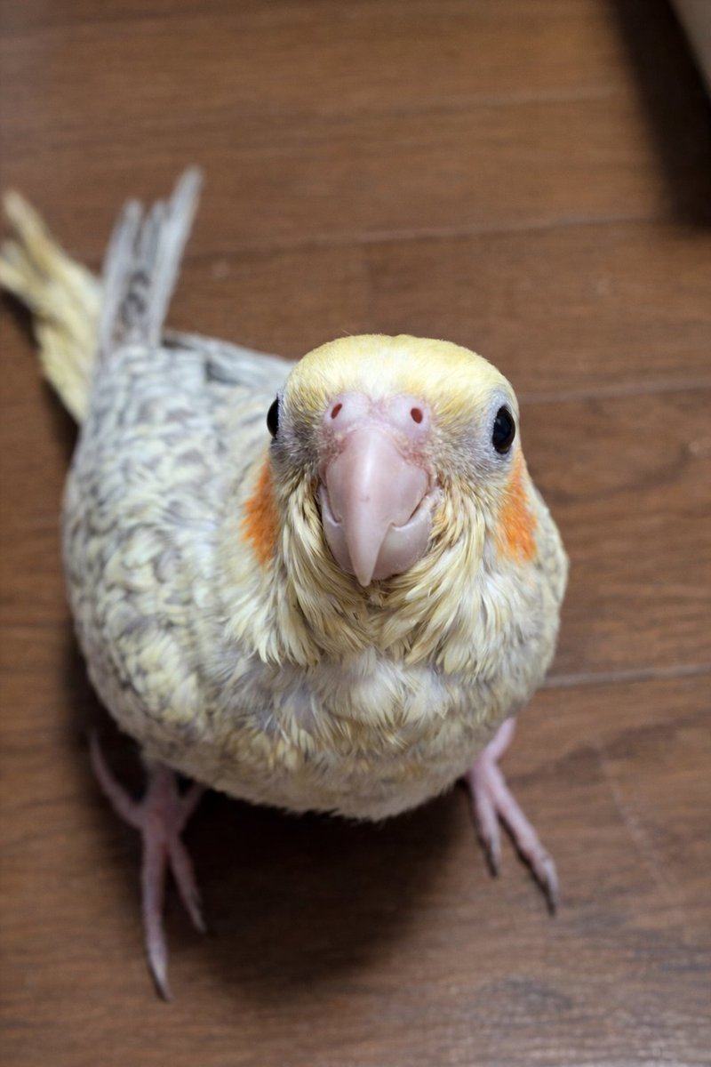 kohaito7915's tweet photo. 赤ちゃんの頃からえへへを極めてるえへへ園児 https://t.co/NVRKZbGKQ0