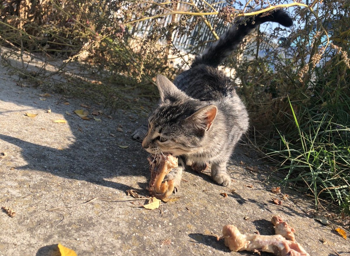 GoddessEl13's tweet image. Some of My new furry friends! Love allllll of them! 
#love #cats #dogs #furry