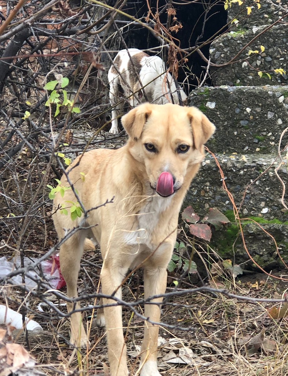 GoddessEl13's tweet image. Some of My new furry friends! Love allllll of them! 
#love #cats #dogs #furry