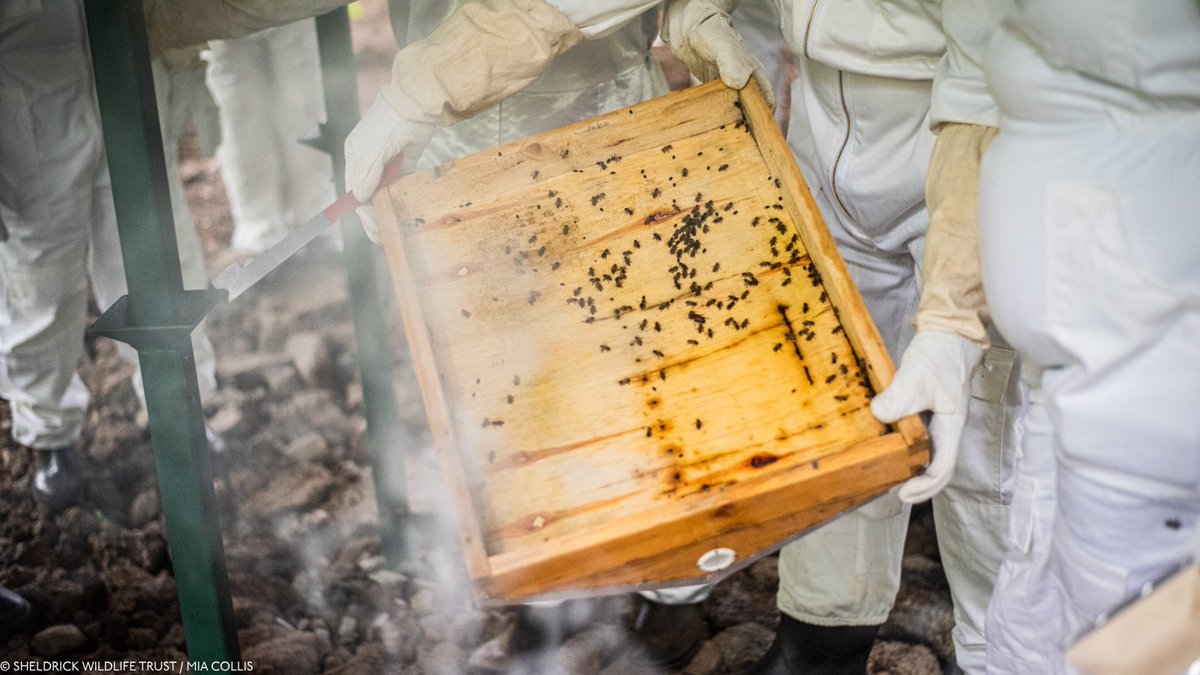 Sheldrick Wildlife Trust tweet media