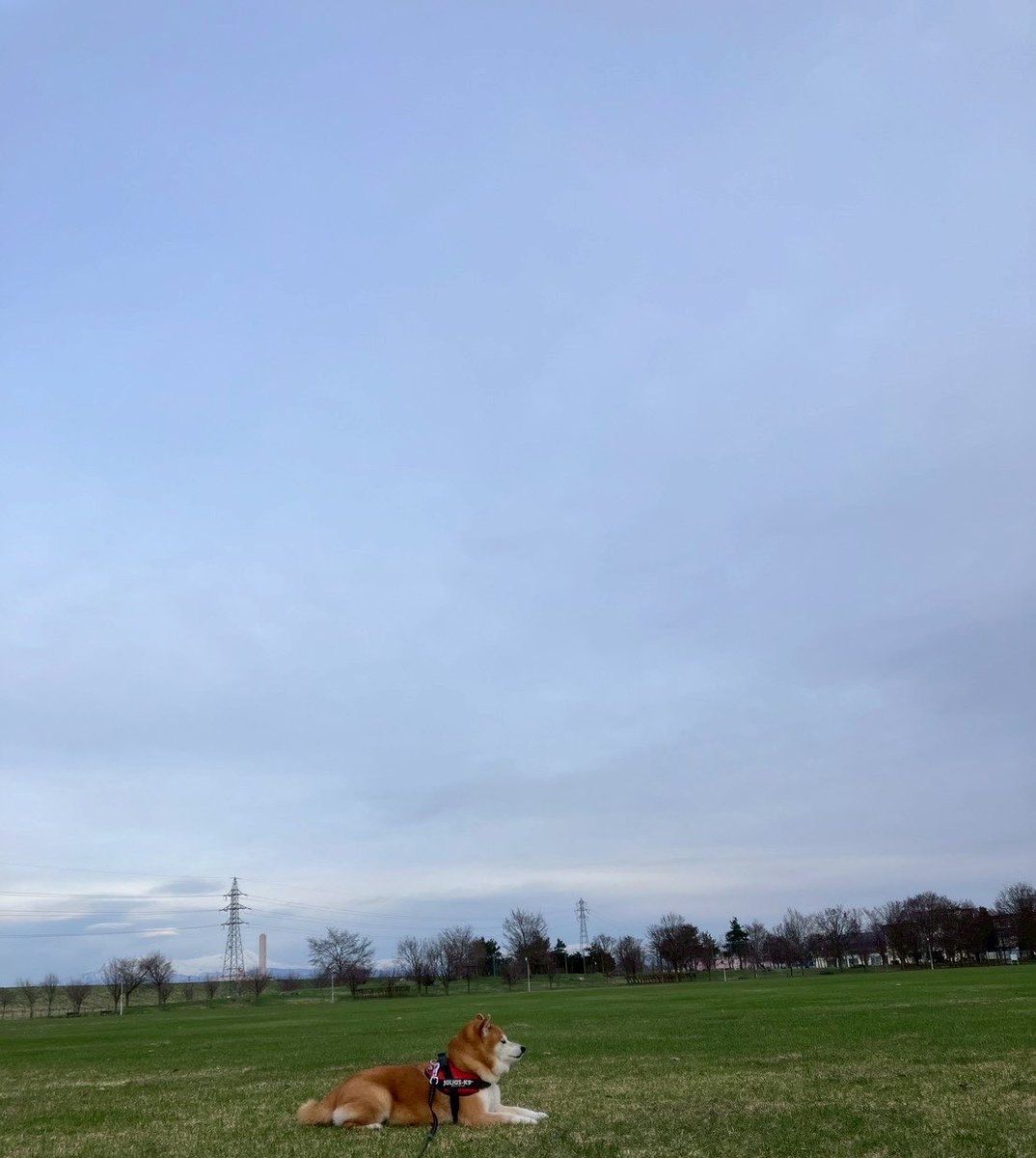 柴犬🌼瑚子 tweet media