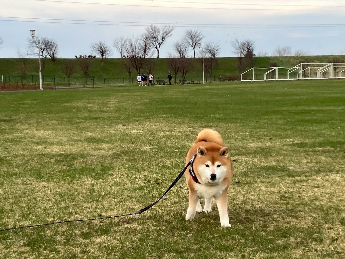 柴犬🌼瑚子 tweet media