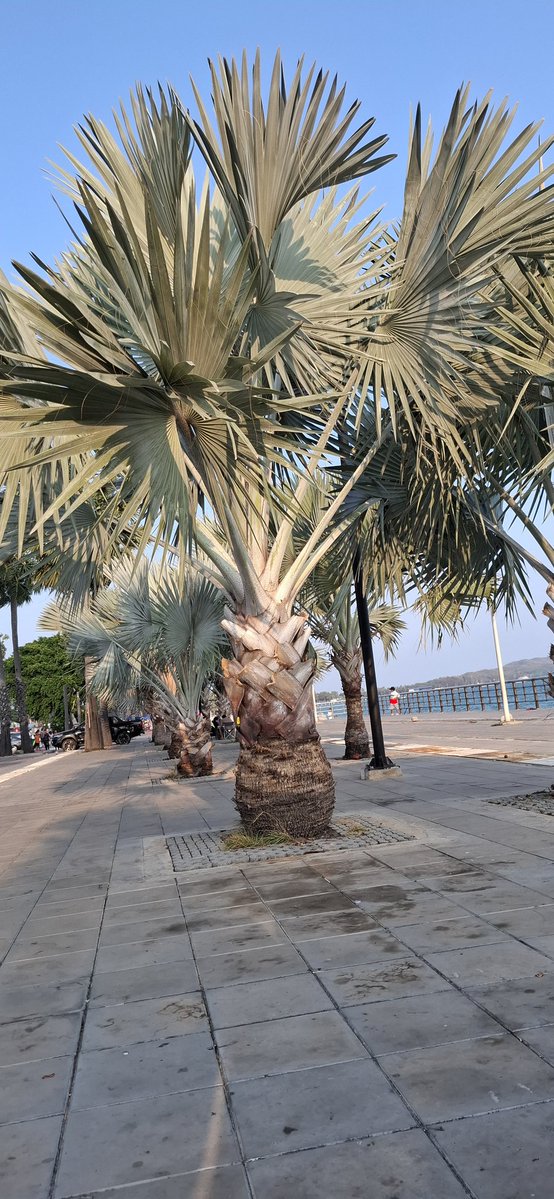 สัตหีบ Swing&outdoor tweet media