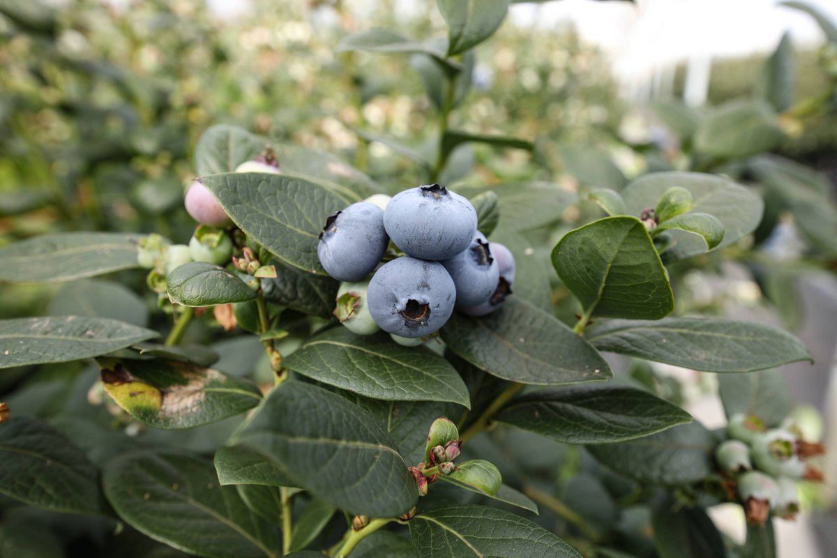 drummadude777's tweet photo. Tried these plump, sweet blueberries! Burst with juice, no tart aftertaste—perfect for smoothies or snacking. Grab a pack if you see them! https://t.co/8HDsW4p6HK