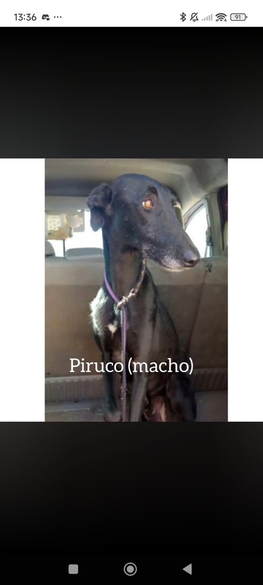 Nei Nei 🐱 De la colonia tweet media