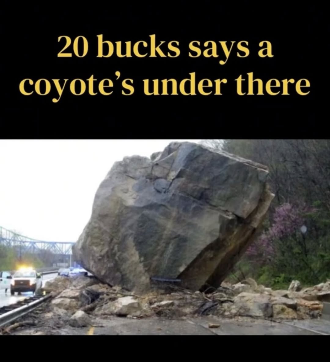 LAnDo NIFFIRG™️🇨🇦 tweet media