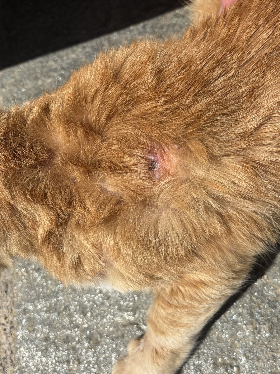 😻I PELOSETTI DEL MARE😻 In ricordo di Zenzero ❤️ tweet media