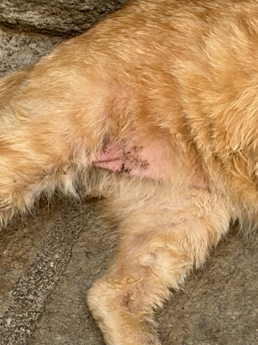 😻I PELOSETTI DEL MARE😻 In ricordo di Zenzero ❤️ tweet media