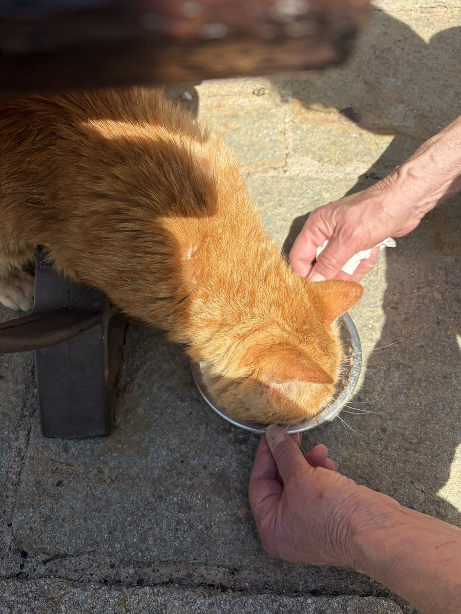 😻I PELOSETTI DEL MARE😻 In ricordo di Zenzero ❤️ tweet media