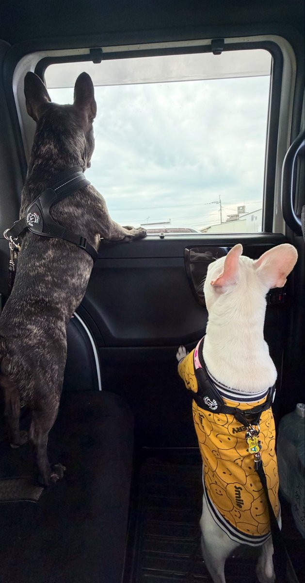 よもぎ🌿あられ⛄️ tweet media