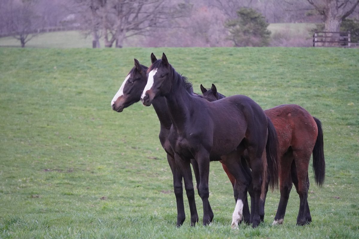 馬きち tweet media