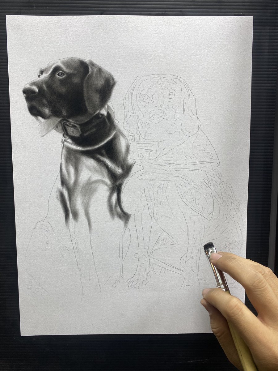 Bakufoon123's tweet image. No filters, no AI, just charcoal and patience 🖤✍🏼
Working on this double dog portrait today.

#traditionalart #charcoalart #petportrait