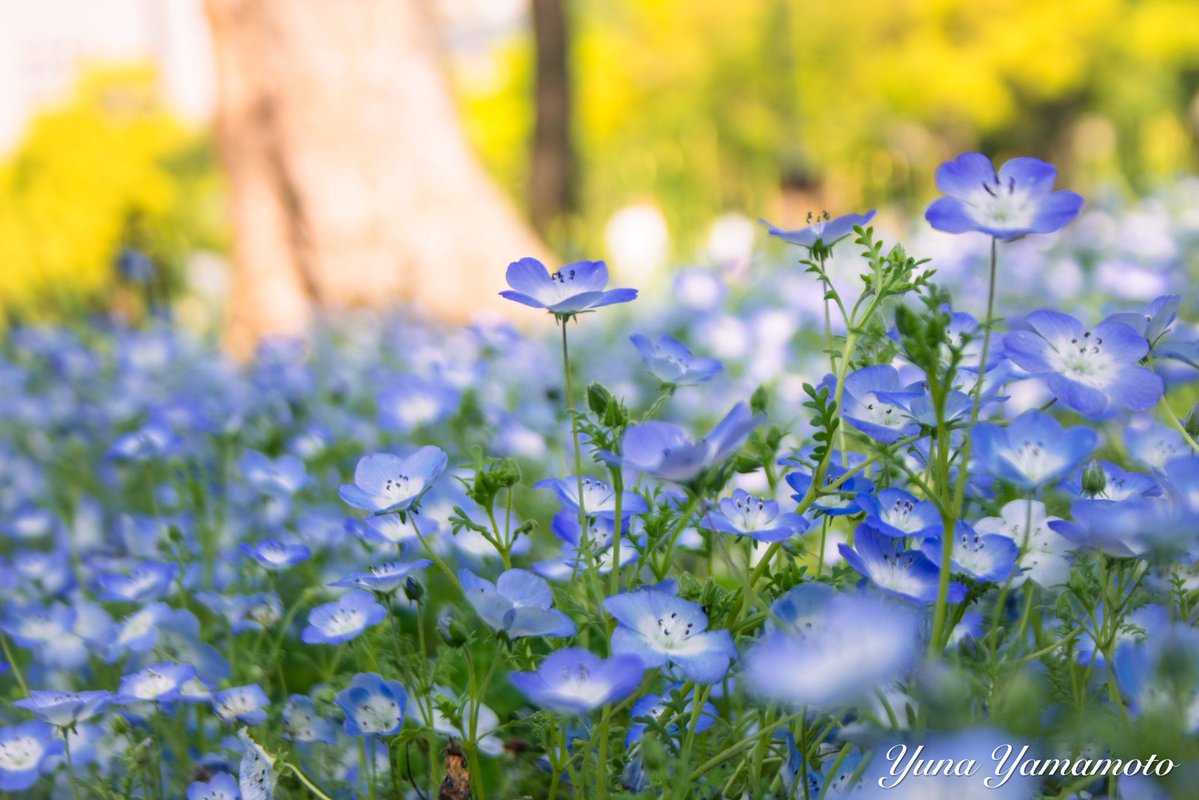 yunayamamoto613's tweet image. ネモフィラ

花言葉は“どこでも成功”

#photo #ネモフィラ #カメラ #一眼レフ