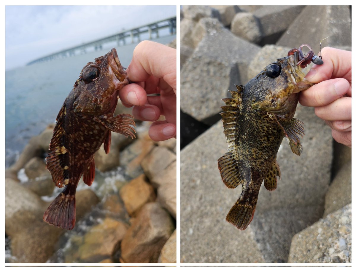 beach_terror's tweet photo. 今日はメバリング🥰暗くなるまでの坊主逃れの穴釣りでしか釣れんかった🥺
#メバリング https://t.co/LDNuNn6yhw