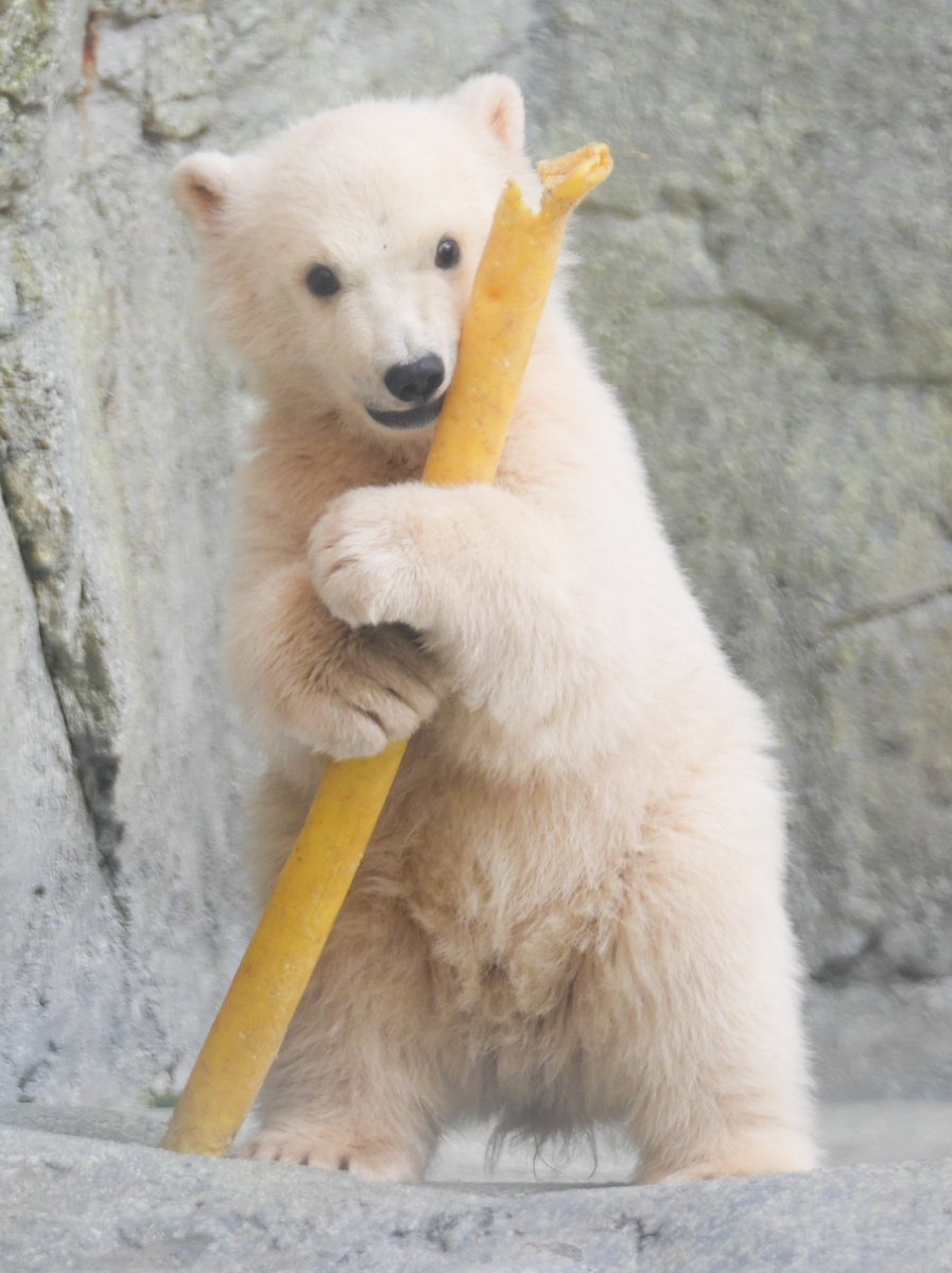 ヨッシー tweet media