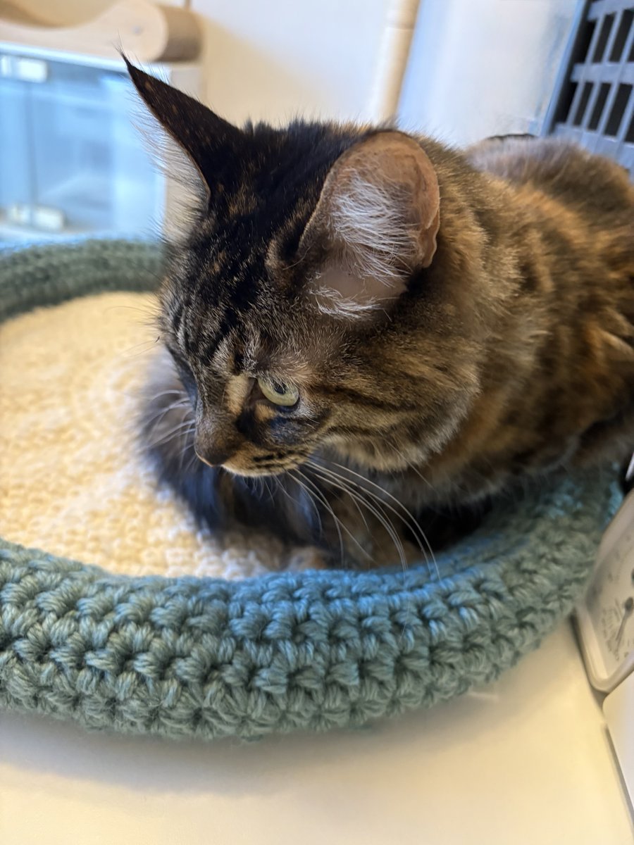 有馬ケイ tweet media