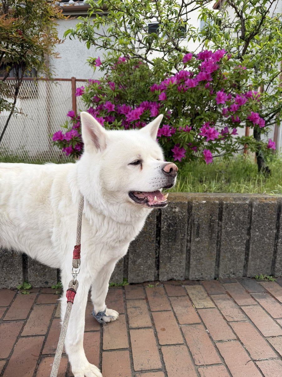 秋田犬　心(まる) tweet media