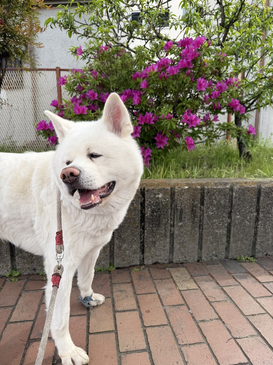 秋田犬　心(まる) tweet media