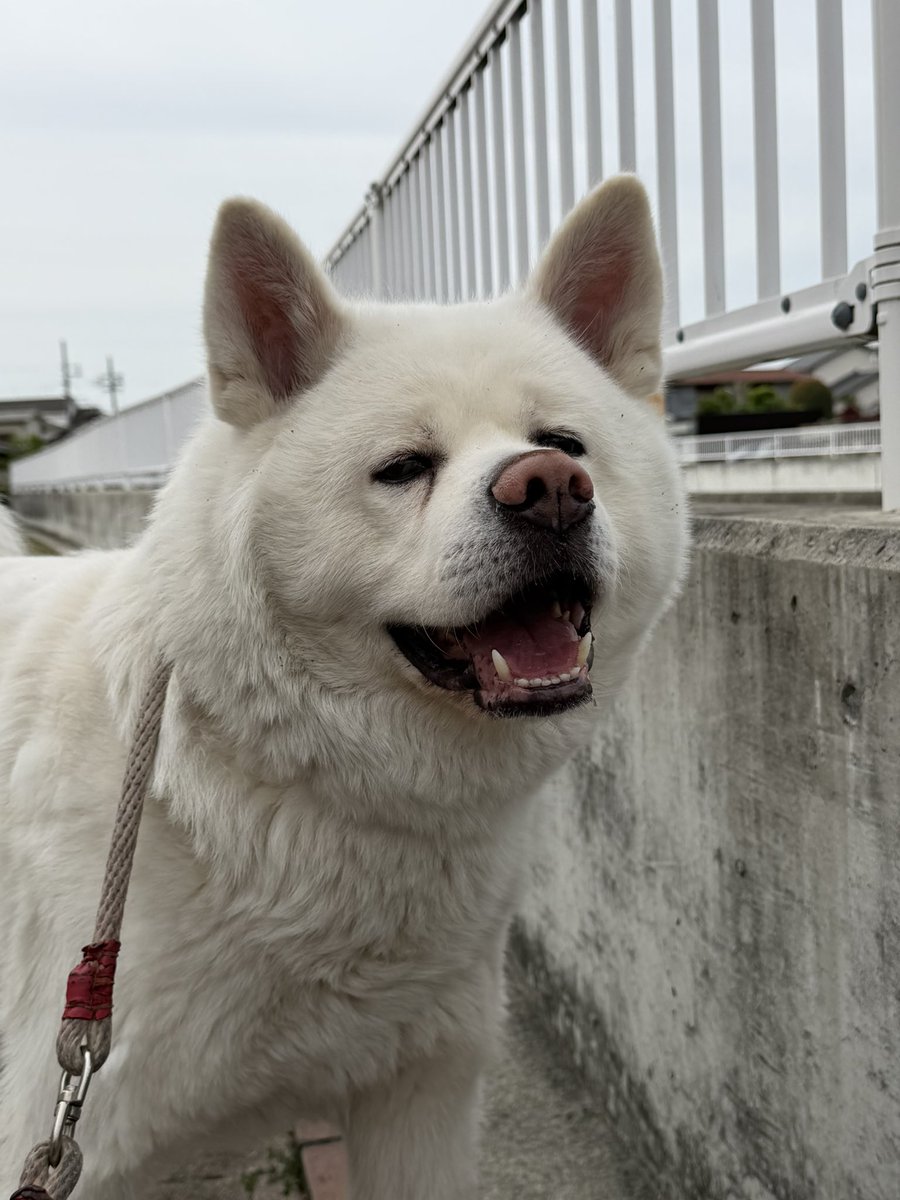 秋田犬　心(まる) tweet media