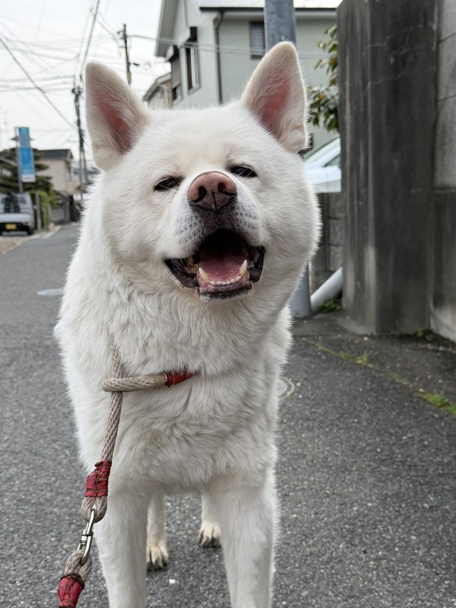 秋田犬　心(まる) tweet media