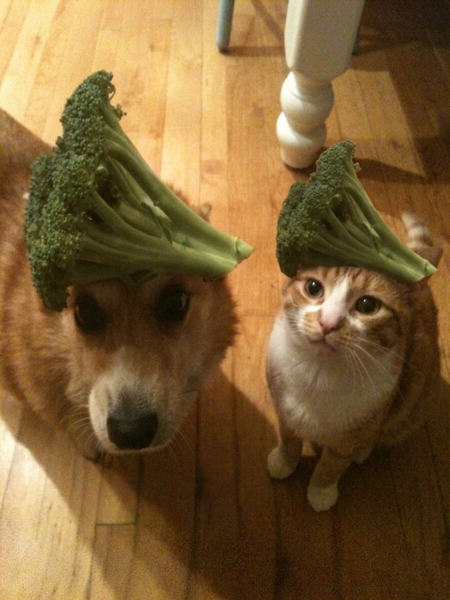 Kezzy 🔜 CFZ #2523 tweet media