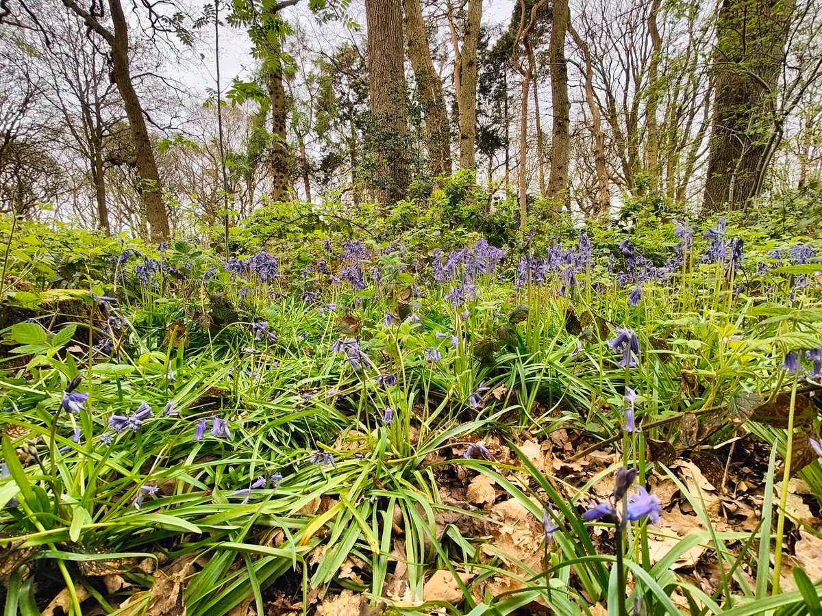 wdlea's tweet photo. Time for the carpet of bluebells, Jones Wood in Walmley https://t.co/eCVUkOjMIa