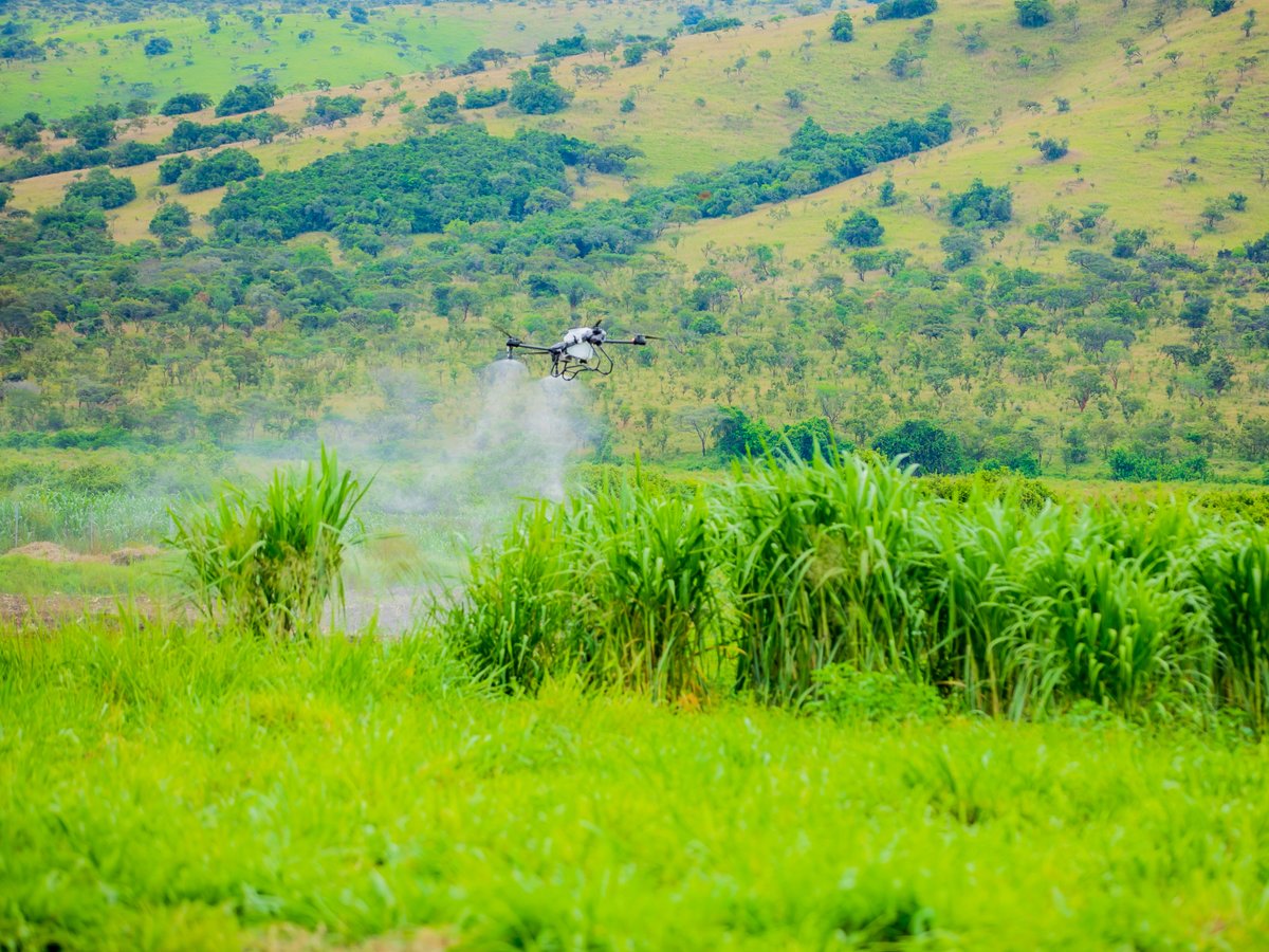 Ministry of Agriculture & Animal Resources |Rwanda tweet media