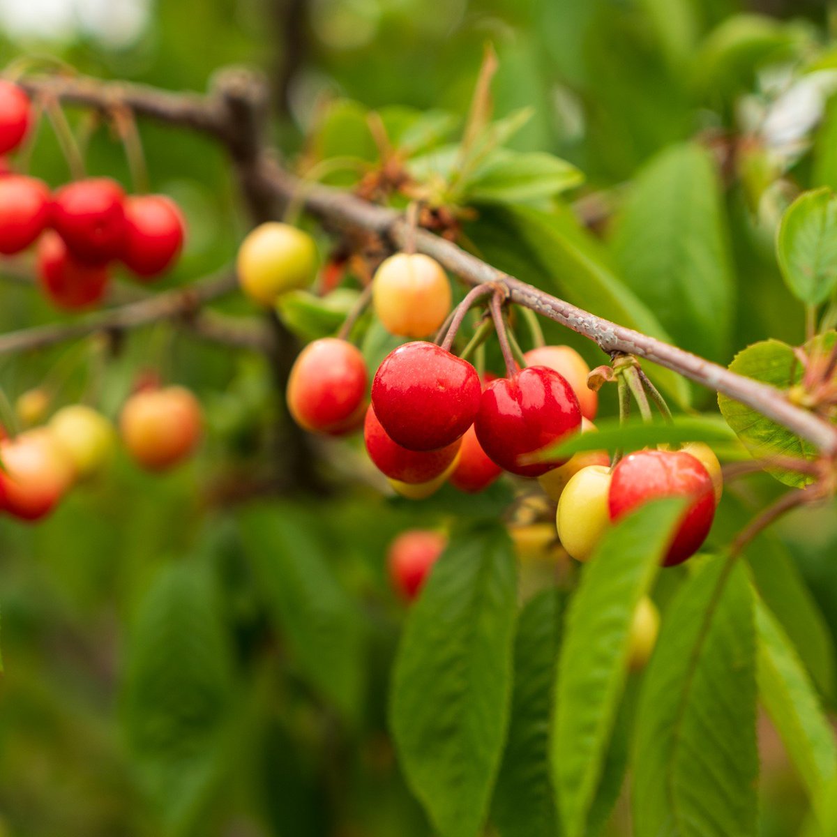 Boşuna Tıklama tweet media