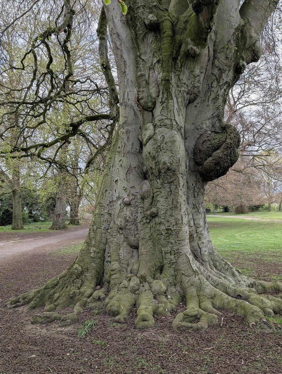 Papadopoli60571's tweet image. #trees