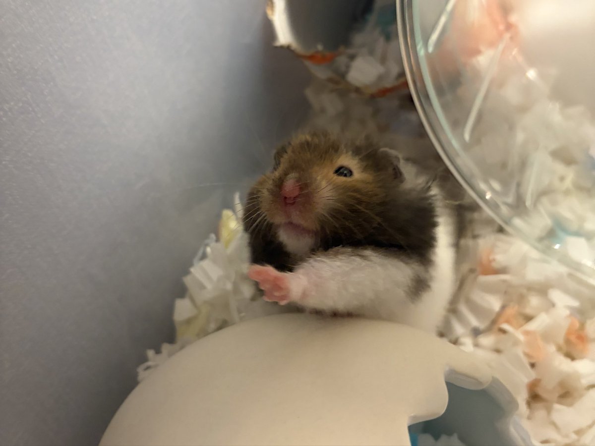 itoudonchan's tweet image. ｴﾌﾞﾘﾃﾞｲかわいい

#ハムスター #hamster
#ハムスター好きと繋がりたい
