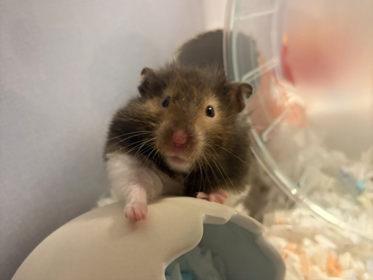 itoudonchan's tweet image. ｴﾌﾞﾘﾃﾞｲかわいい

#ハムスター #hamster
#ハムスター好きと繋がりたい