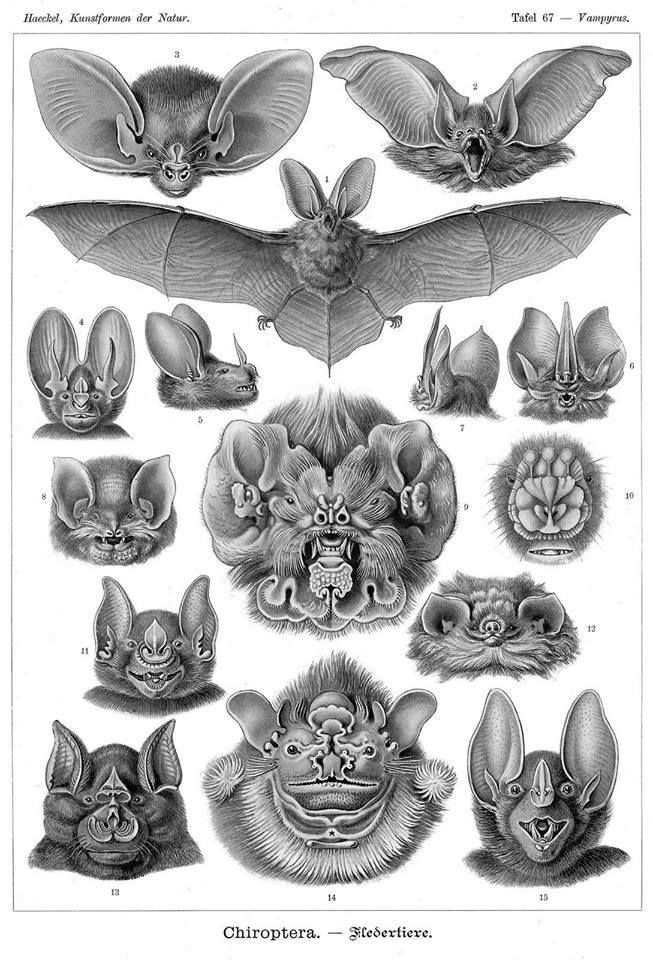 PublicDomainRev's tweet image. It's #BatAppreciationDay! Here's Plate 67 from Ernst Haeckel’s Art Forms of Nature (1904). Focusing mainly on marine animals, the bat is one of the only mammals to feature in the book: publicdomainreview.org/collection/ern… #bats #onthisday #otd