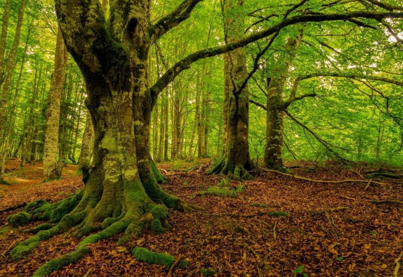 EuroMaximalist 🇪🇺 tweet media