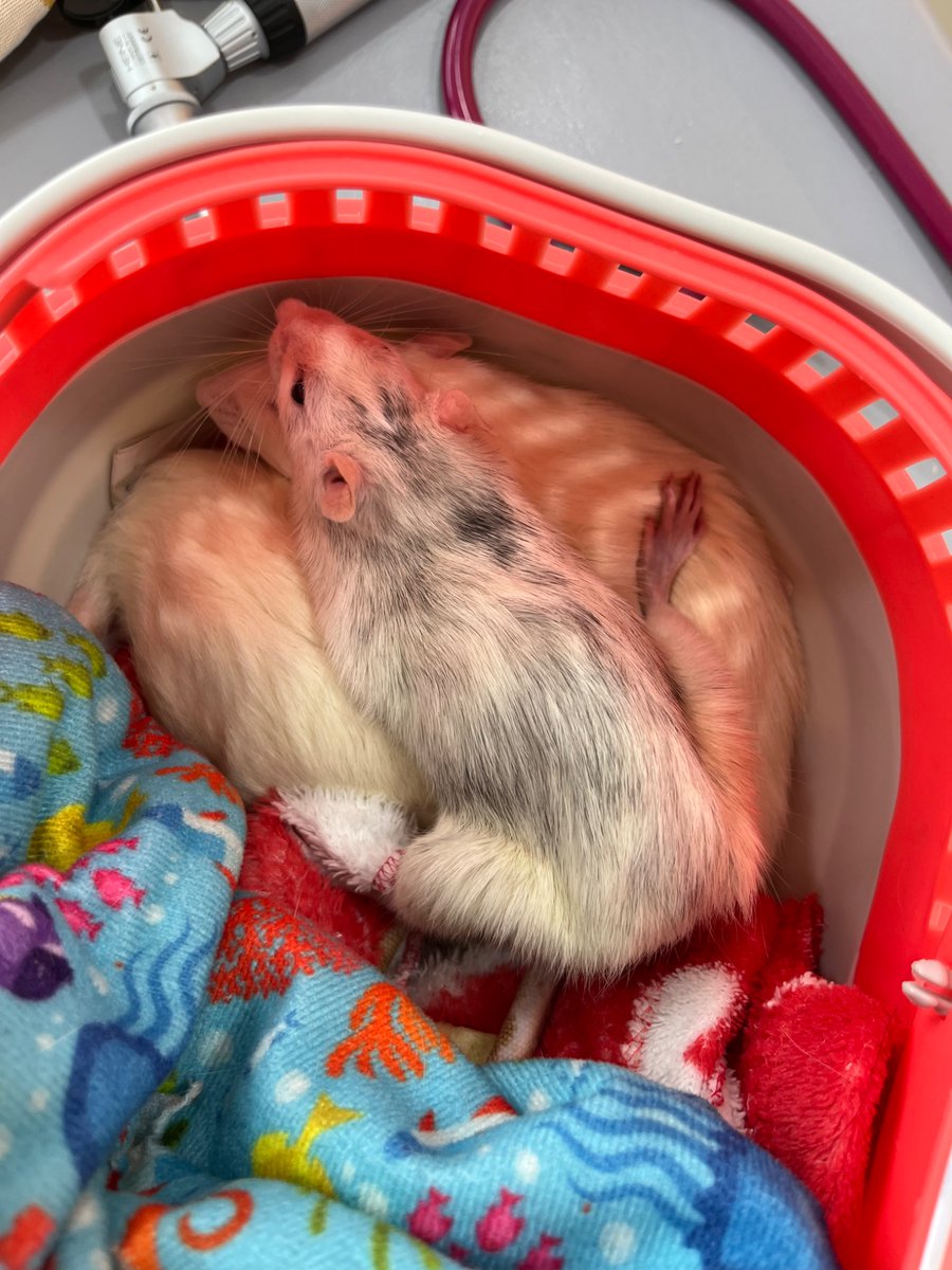 nornal sraha tweet media