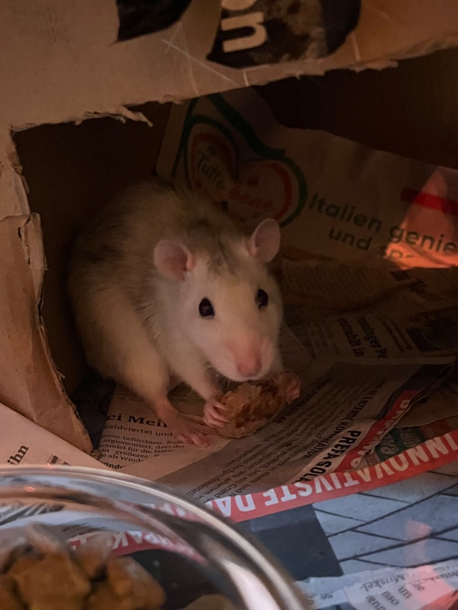 nornal sraha tweet media