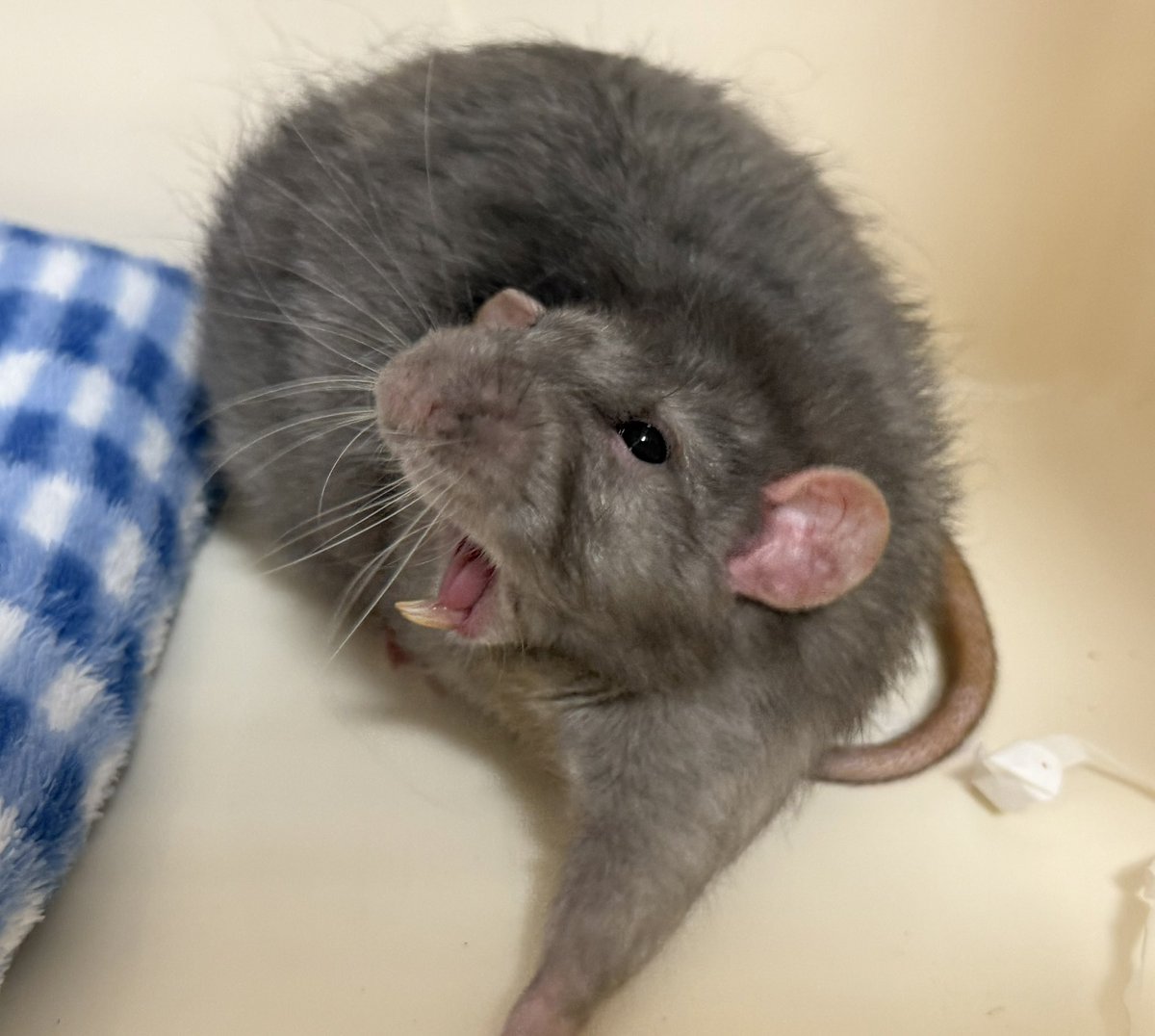 ﾇﾝﾒ•ﾘｰ tweet media