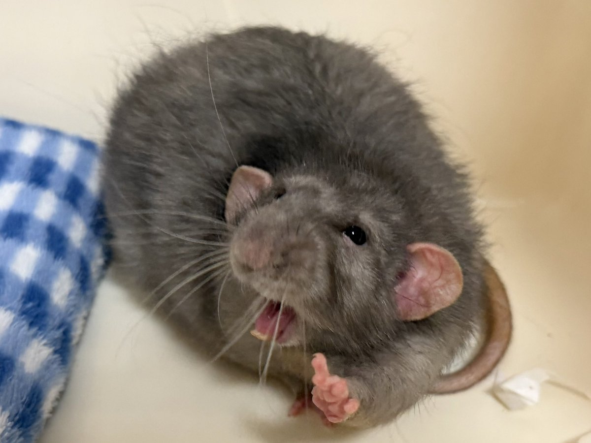 ﾇﾝﾒ•ﾘｰ tweet media