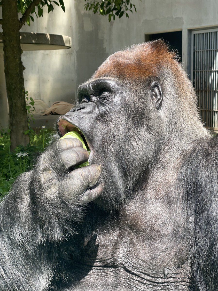 日本モンキーセンター（公式） tweet media