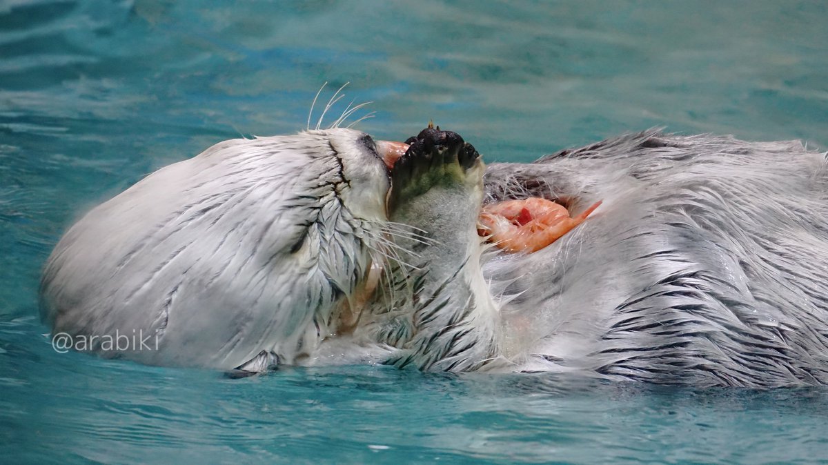 あらびき(ラッコ用だけどほぼ本アカ) tweet media