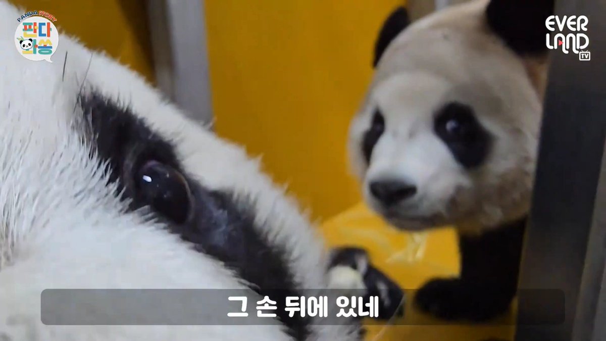 바오 (𝐁𝐚𝐎) tweet media