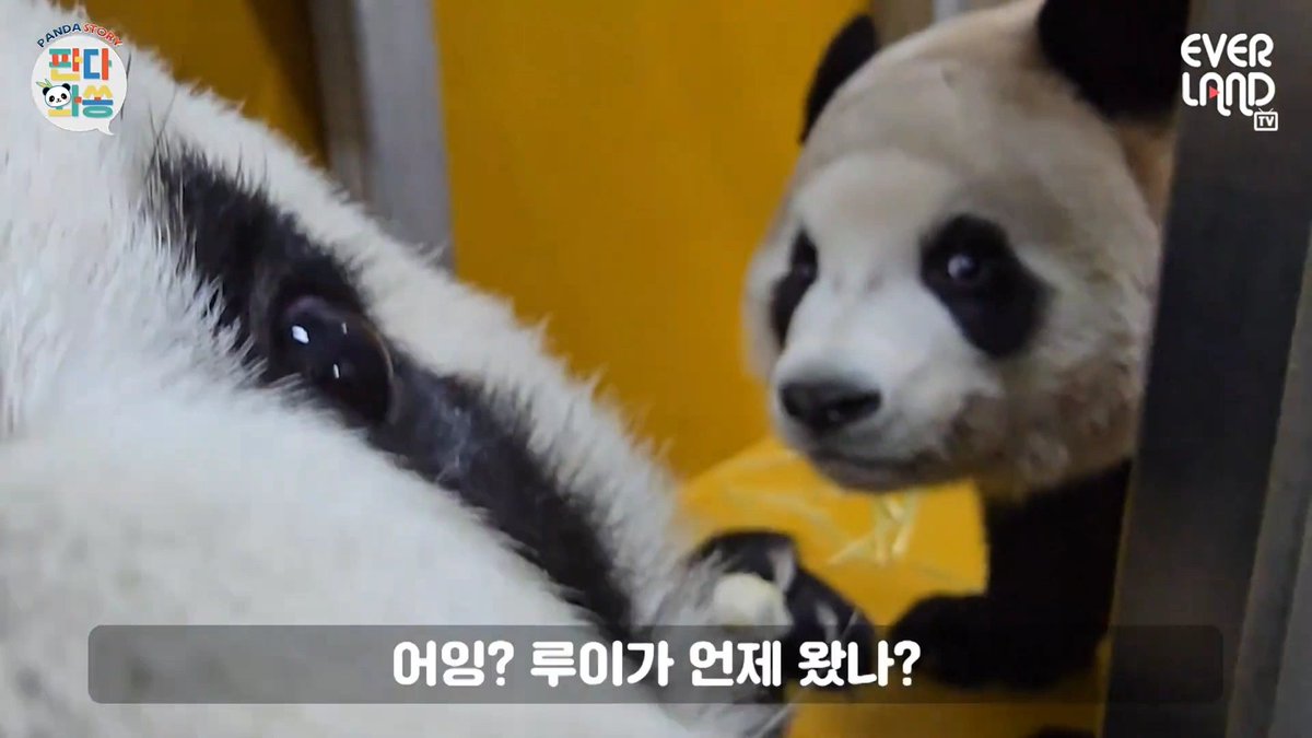 바오 (𝐁𝐚𝐎) tweet media