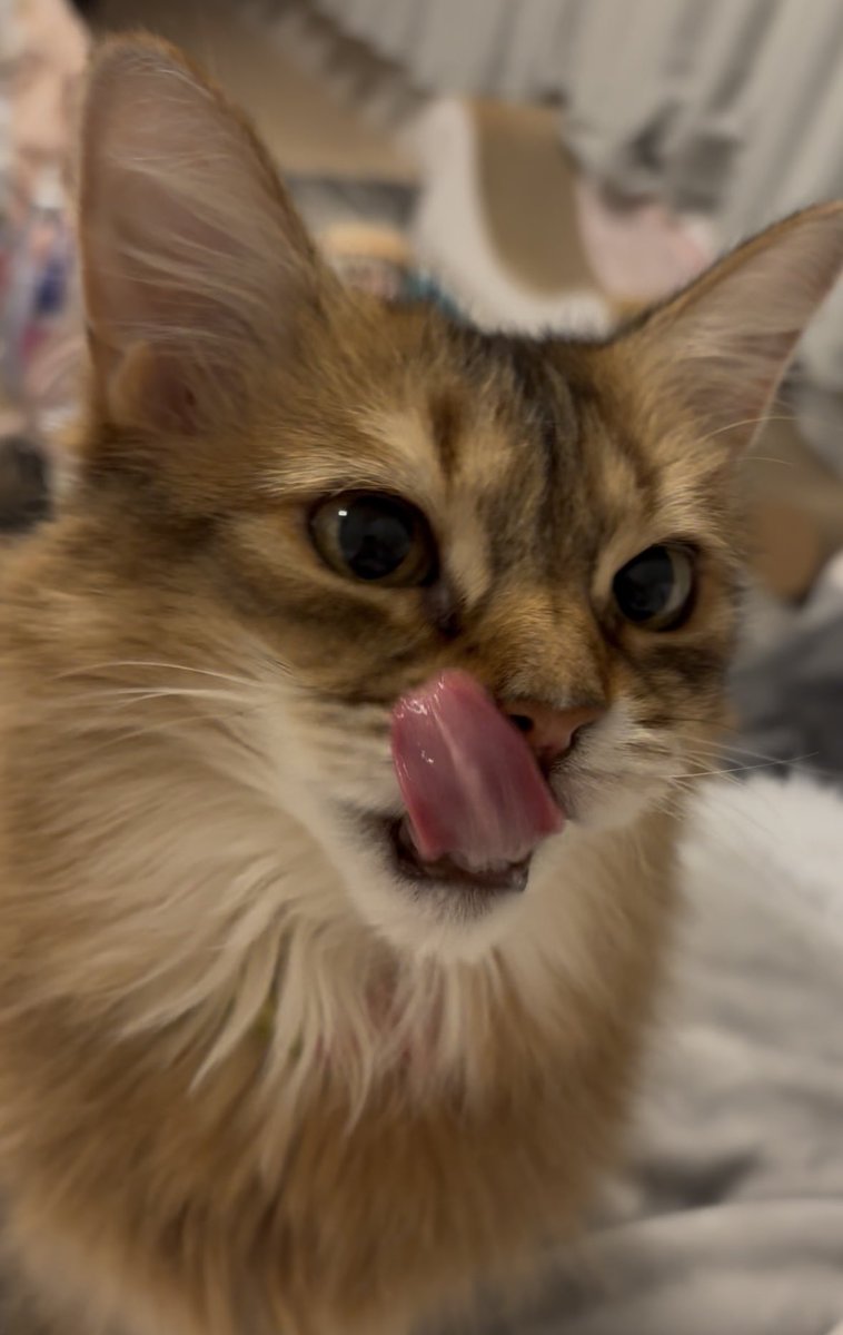 菅田ホタテ tweet media