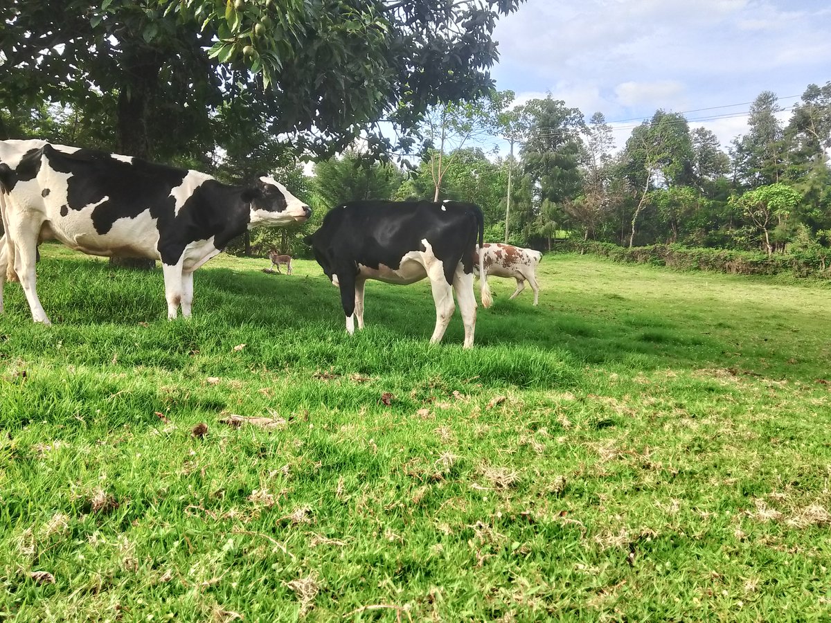 CHEQUEMATE 🥭 tweet media