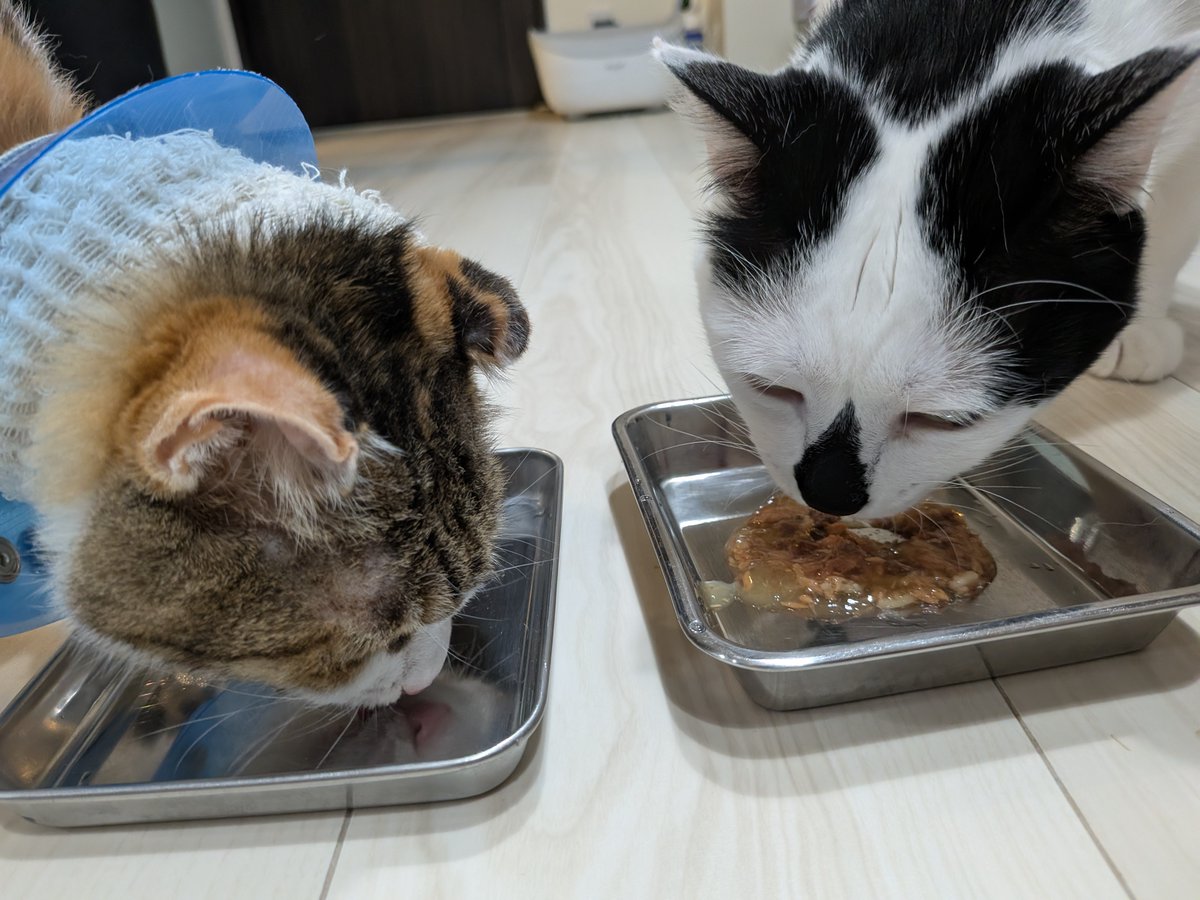 ファーレイ株式会社 tweet media